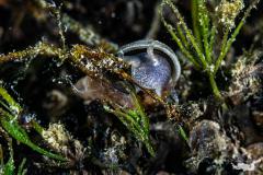 Braune Sumpfschnecke - Stagnicola fuscus